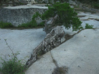 Tahoe to Yosemite Trail, tree growing out of crack in the rock